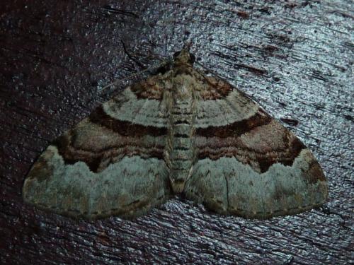 Réf. 183 021 : Xanthorhoe designata